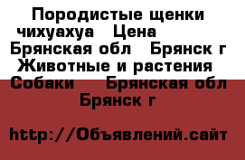 Породистые щенки чихуахуа › Цена ­ 8 000 - Брянская обл., Брянск г. Животные и растения » Собаки   . Брянская обл.,Брянск г.